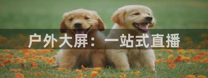 新宝gg返点