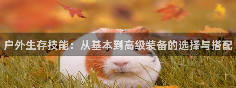 新宝gg可靠