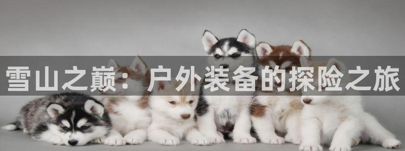 新宝gg手机版下载